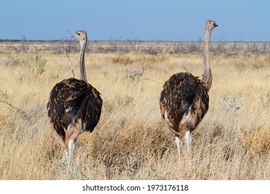 Flock Of Ostrich Sitting In The Meadow