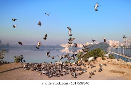 flock of pegions 