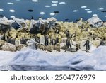 A flock of penguins on the rocks in Loro Parque, Tenerife. High quality photo