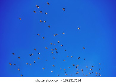 Flock Of Pidgeon Birds Lit By Sun Flying On Blue Sky Background.