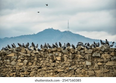 A flock of pigeon birds perched on the ruins of buildings with a cloudy mountain and sky as the background.  - Powered by Shutterstock