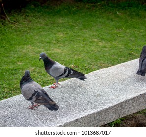 Flock of pigeons.