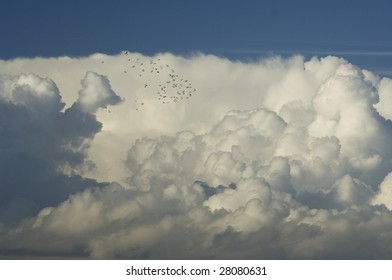 flock of pigeons
