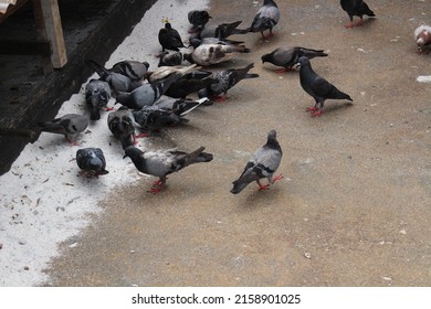 A flock of pigeons is eating.