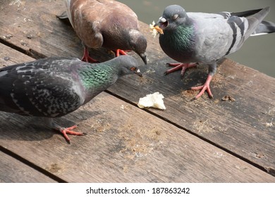 A Flock Of Pigeons Eating Bread Crumbs On Wood Floor  At  Floating Market ,Thailand