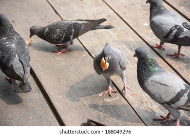 A Flock Of Pigeons Eating Bread Crumbs On Wood Floor  At  Floating Market ,Thailand