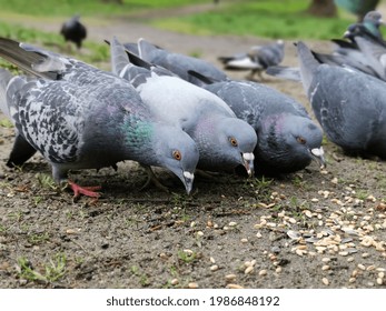 A flock of pigeons eating grain from the ground in the park on the sandy area