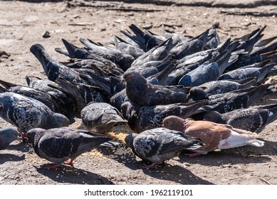 A flock of pigeons eating grain scattered on the street, close-up - Shutterstock ID 1962119101