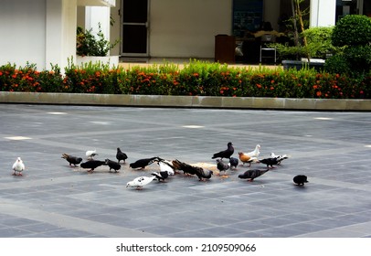 A flock of pigeons eating grains at the park
