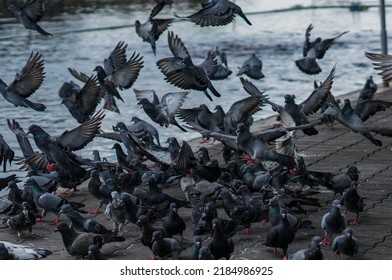 Flock of pigeons eating  and was shocked to fly.
