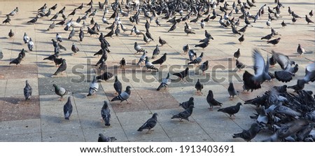 A flock of pigeons feeding in the city square.
