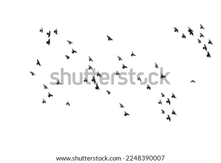 A flock of pigeons are flying in the sky isolated against a white background