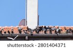 A flock of pigeons lined up next to each other on a tiled roof under blue sky.