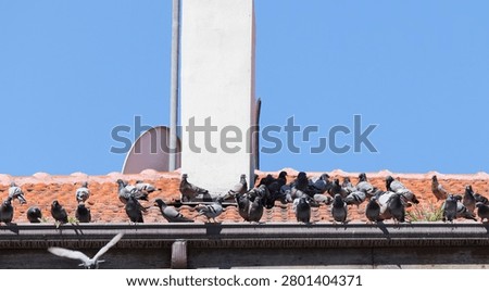 A flock of pigeons lined up next to each other on a tiled roof under blue sky.