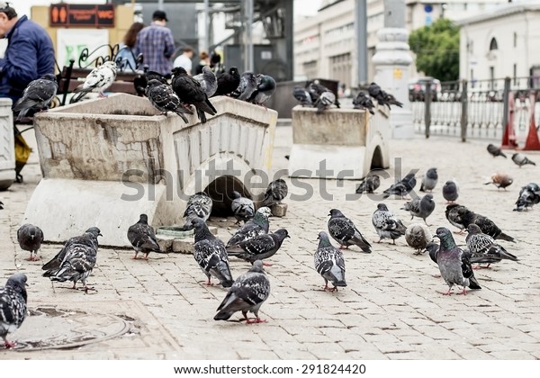 A\
flock of pigeons near the underground in Moscow,\
Russia