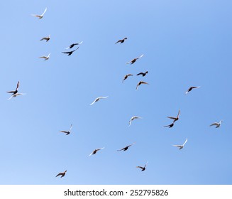 flock of pigeons on blue sky - Shutterstock ID 252795826