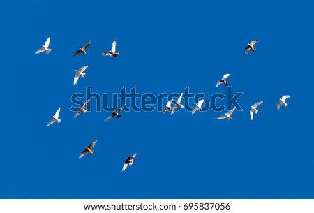 Similar – wild geese birds Dynamic