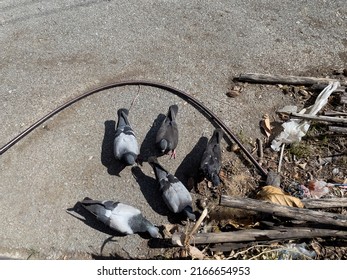 A flock of pigeons on the side of the road.