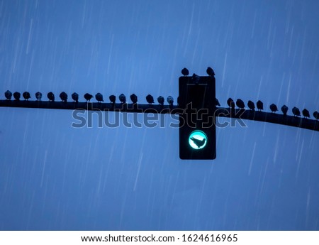 Flock of pigeons on a traffic light pole in the rain with one bird sitting in the green light bulb staying warm and dry while the rest of the birds stay wet