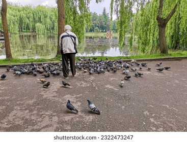 A flock of pigeons are pecking at grains. An elderly man feeds birds in a city park on the lake. Back view. Animal protection concept