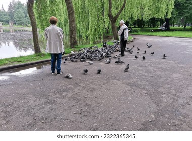 A flock of pigeons pecks grain in a park on the lake. Elderly couple feeding birds