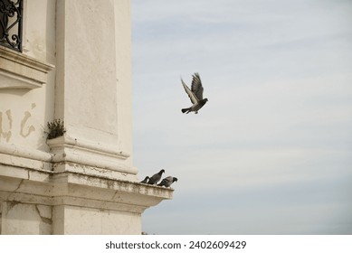 A flock of pigeons perched atop a window ledge of a city building - Powered by Shutterstock