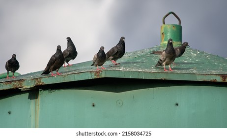 A Flock Of Pigeons Perched On A Green Metal Roof