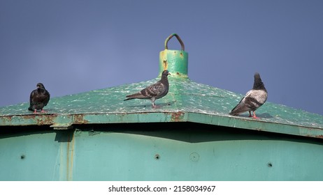 A Flock Of Pigeons Perched On A Green Metal Roof