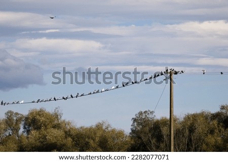 A flock of pigeons perched on a powerline in the country