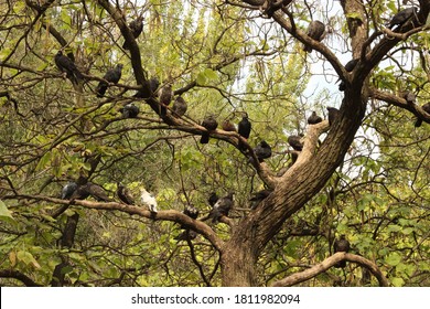 Flock of pigeons resting on Catalpa bignoniform. Bignon-like catalpa, Native American bean tree, Common catalpa, Lilac-catalpa, Cigartree. Zaporozhye, Ukraine