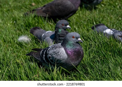 A Flock Of Pigeons Resting On Grass, Sandown, Isle Of Wight, UK