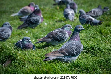 A Flock Of Pigeons Resting On Grass, Sandown, Isle Of Wight, UK