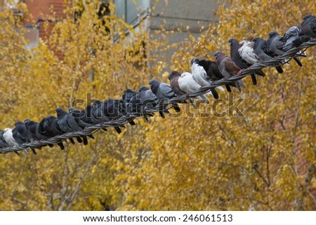 Flock of pigeons sitting along powerline cable with yellow treetops background