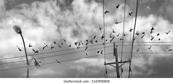 A Flock Of Pigeons Take Flight When They Are Startled.