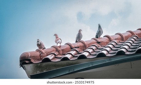 A flock of pigeons were perched on the roof. - Powered by Shutterstock