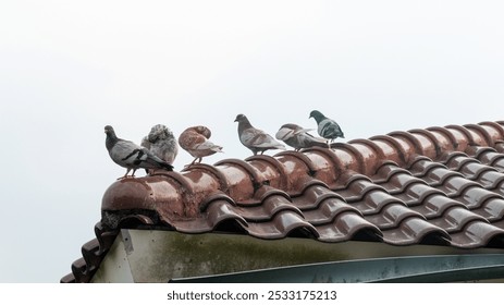 A flock of pigeons were perched on the roof. - Powered by Shutterstock