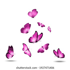 flock of pink butterflies isolated against a white background. High quality photo