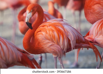 Flock rosafarbene karibische Flamingos auf Wasser