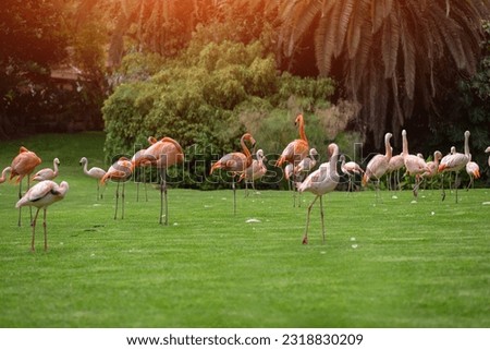 flock of pink flamingo birds walking in park on green lawn grass