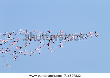 Similar – Rosa Flamingos fliegen durch den Himmel von Guajira Kolumbien.