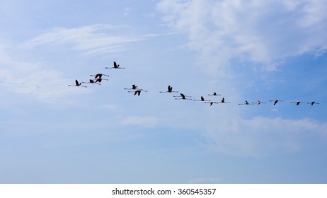 Flock of pink flamingos flying, from "Delta del Po", Italy. Nature panorama - Shutterstock ID 360545357