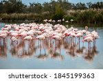 Flock of pink flamingos in Ornithological Park of Pont de Gau, France