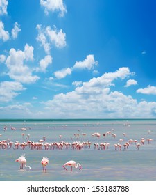 Flock Of Pink Flamingos In Sardinia