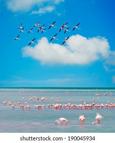 Flock Of Pink Flamingos In Sardinia