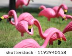 Flock of pink plastic flamingos in green grass lawn for breast cancer awareness.