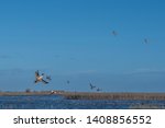 Flock of pintail ducks taking flight from wetlands