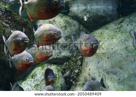 A flock of piranhas. A red-bellied piranha. Pygocentrus nattereri, belongs to the family Serrasalmidae. Close-up photos, selective focus.