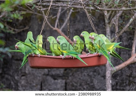 A flock of Plain Parakeets hanging from a bird feeder. Species Brotogeris chiriri. It is a typical parakeet of the Brazilian rain forest. Birdwatching. bird lover. animal wolrd.