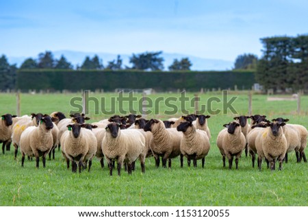 A flock of pregnant suffolk ewes, with black faces, in a grassy field in New Zealand