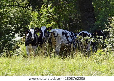 flock of prim'holstein cows in pasture